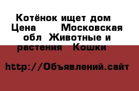 Котёнок ищет дом › Цена ­ 1 - Московская обл. Животные и растения » Кошки   